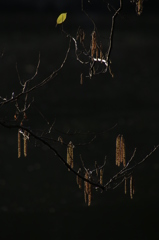 ナイスキャッチ