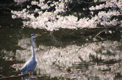 明日ありと思う心の仇桜