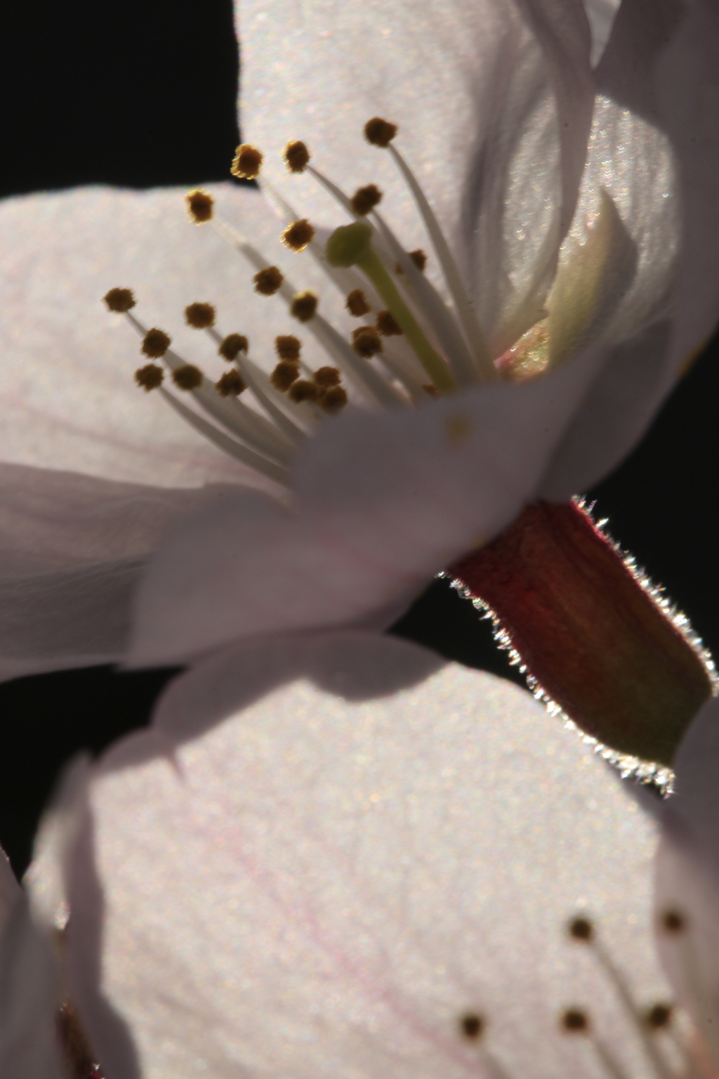 光華