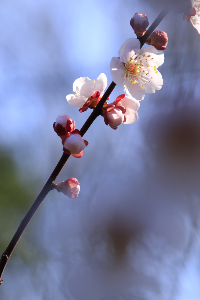 梅花７