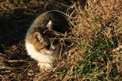 そ、そんなに見られても・・・（猫１）