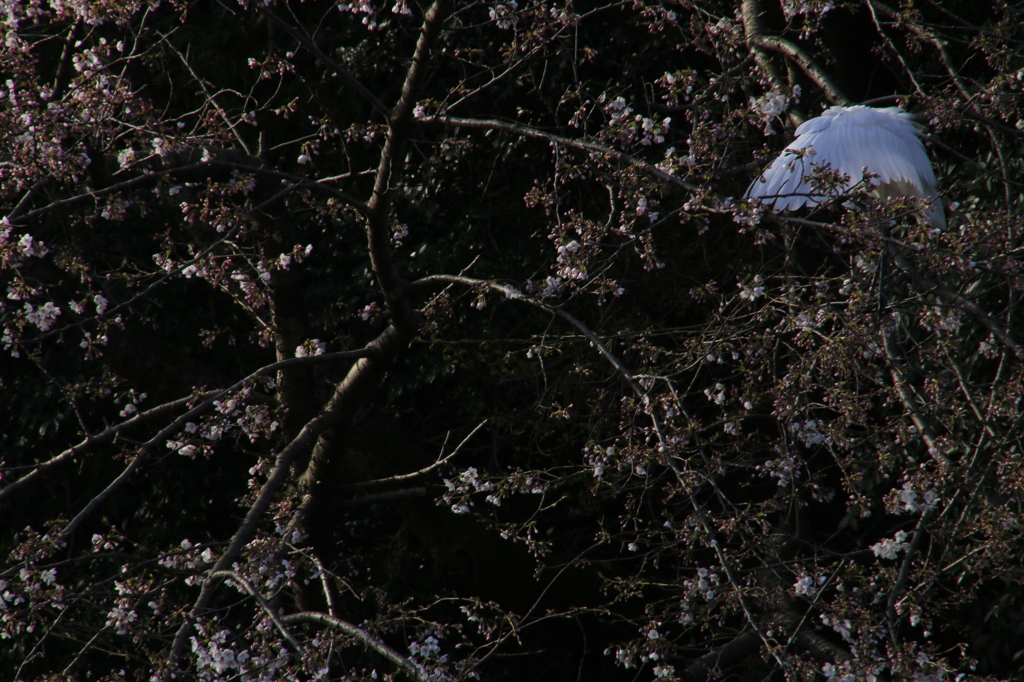 桜と白鷺