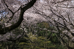 散る桜　残る桜も　散る桜～春本場！