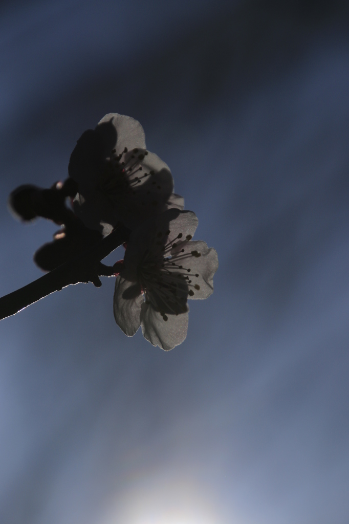 梅花９