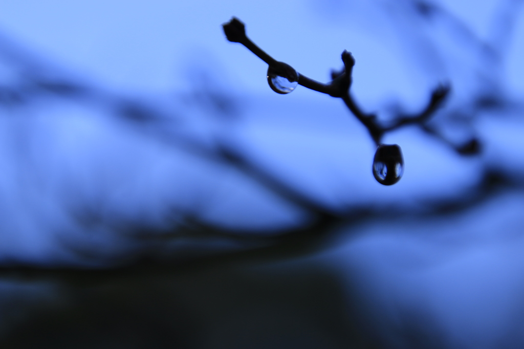 蒼の雫
