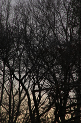 無秩序なおちつき