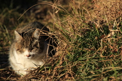 寝たふり、寝たふり・・・（猫２）