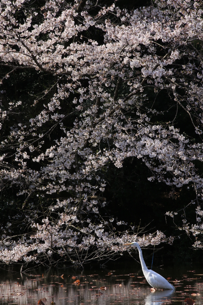 引き立て合う