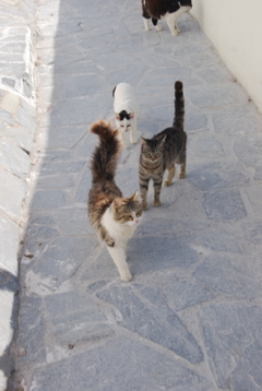 サントリーニの街猫たち
