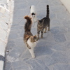 サントリーニの街猫たち