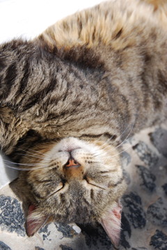 ギリシャねこ