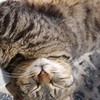 ギリシャねこ