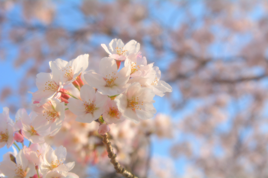 午後の桜