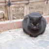 野良猫さん2