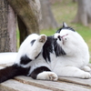 野良猫さん