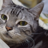 飼猫サクラ2
