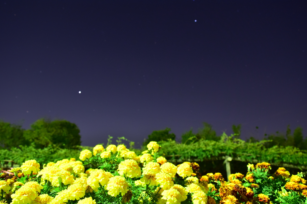 夜咲く花
