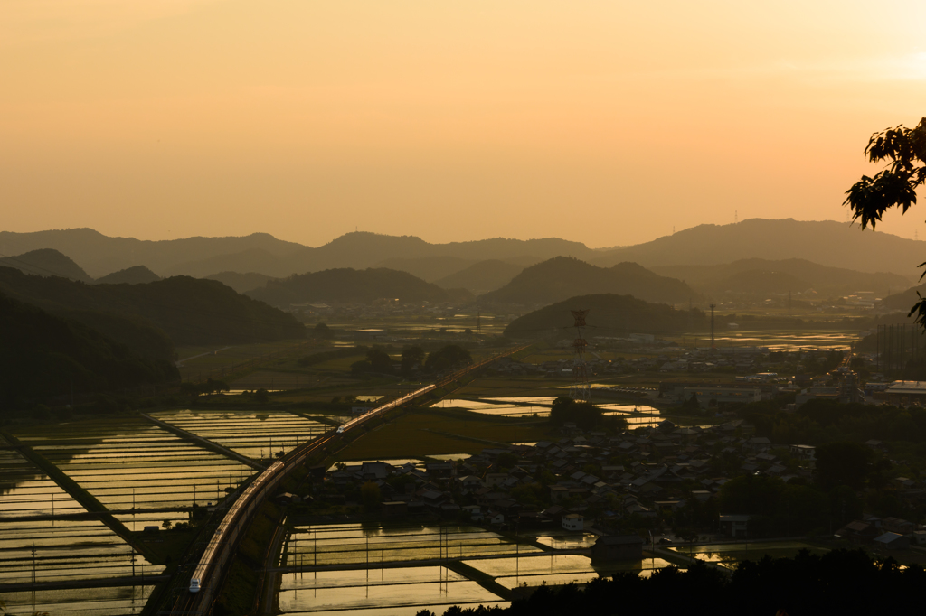 夕景 水田を駆ける白
