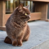 野良猫さん3