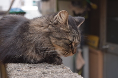 見つめる猫