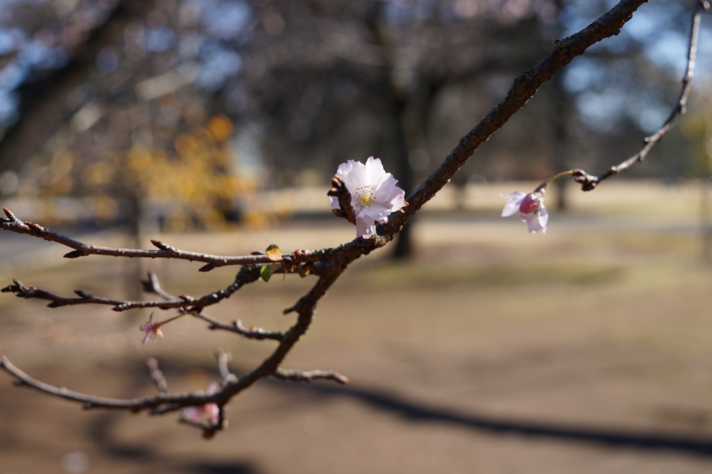 寒桜