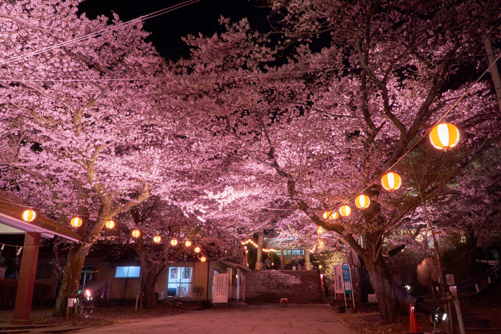 境内の桜