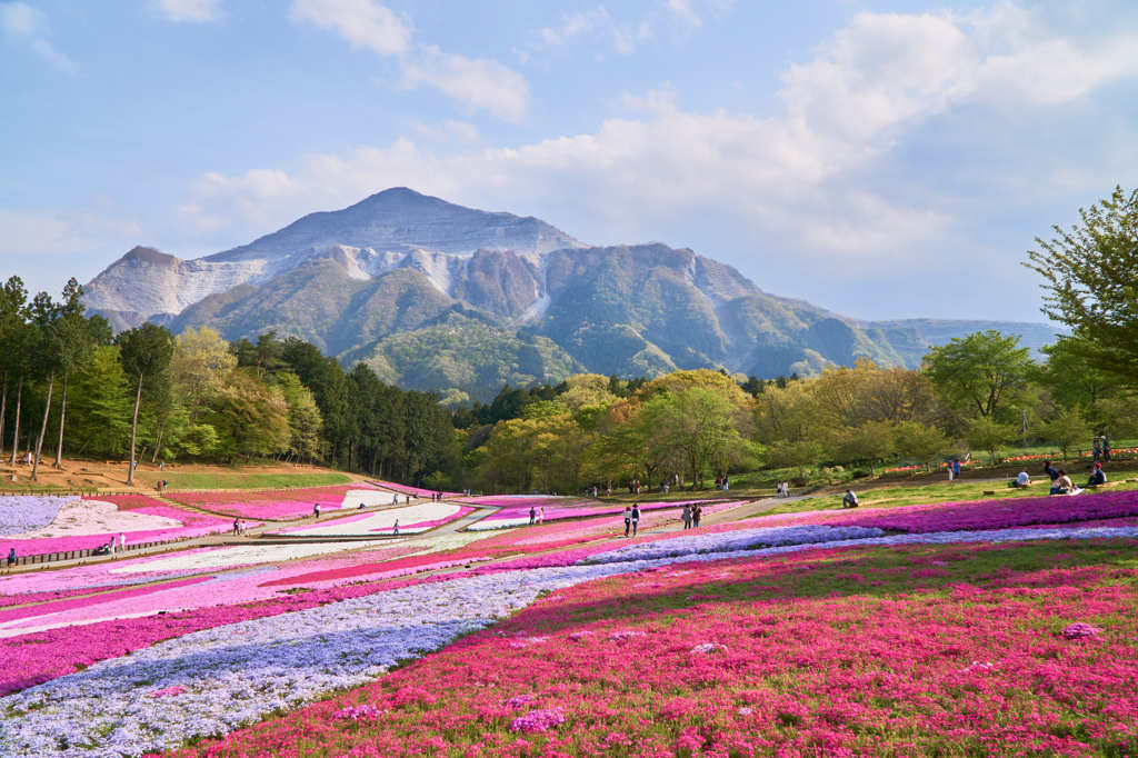 芝桜の丘と武甲山