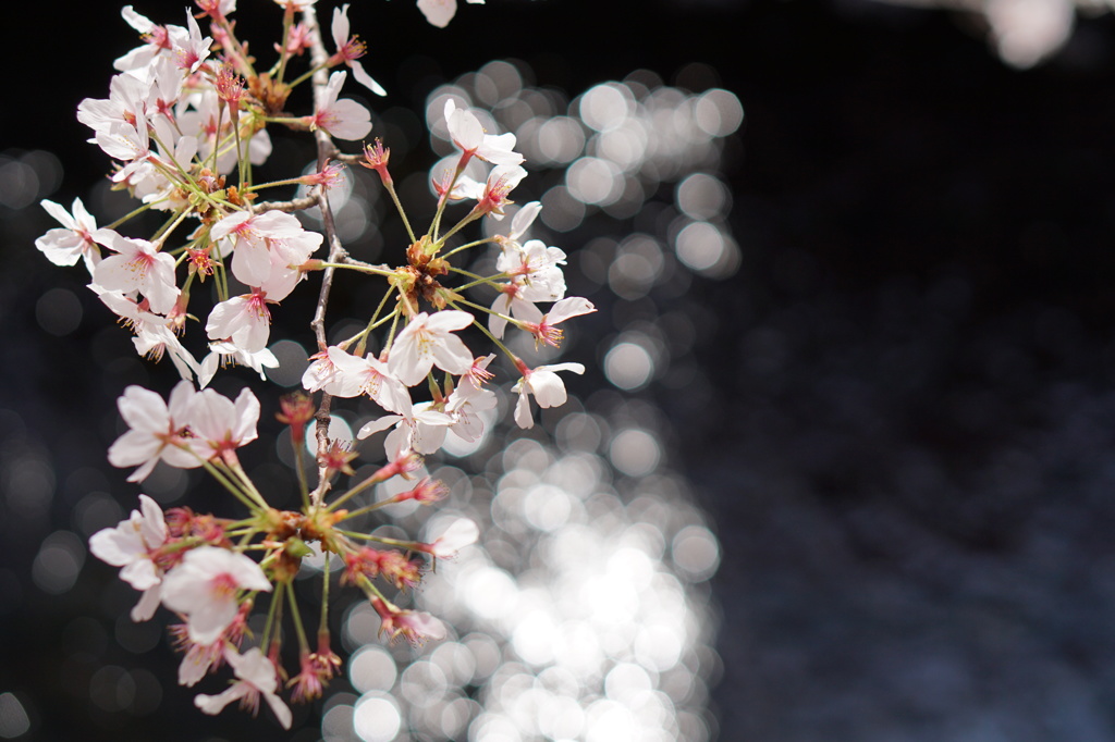 水面と桜