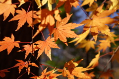 新宿御苑の紅葉