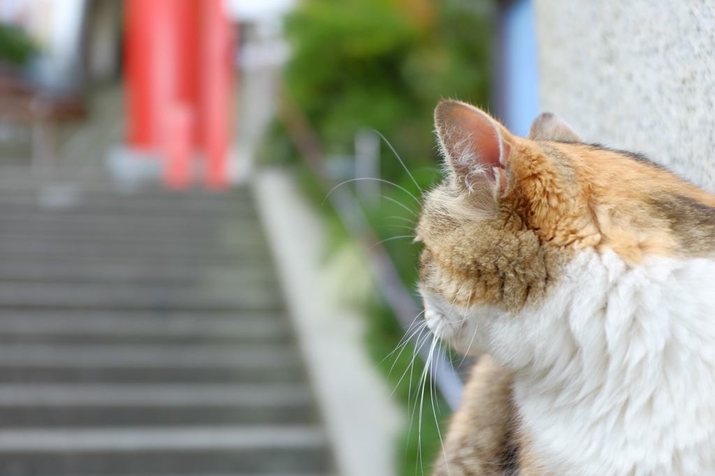 江ノ島でネコ