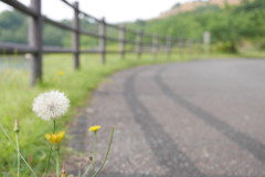 飛んでいけたら…