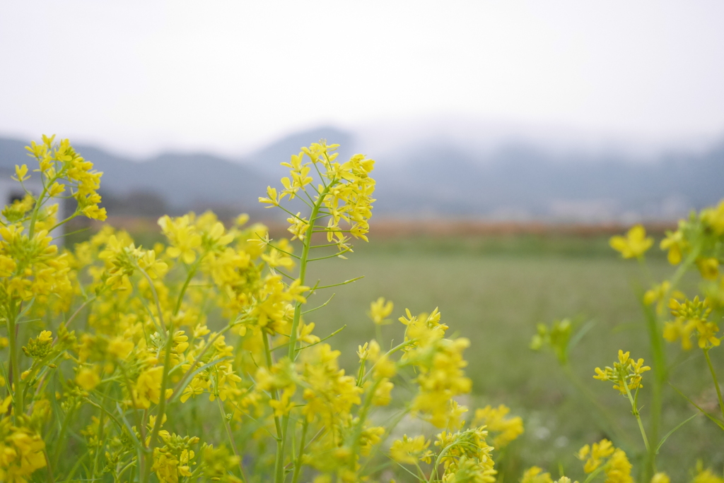 水菜の花✿