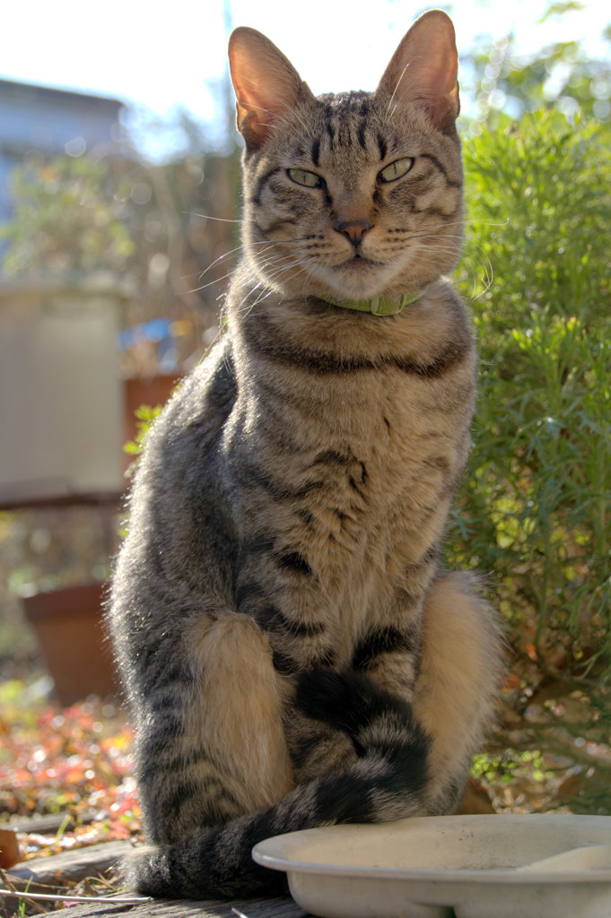 猫