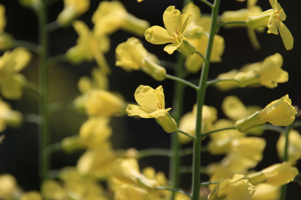 ブロッコリーの花