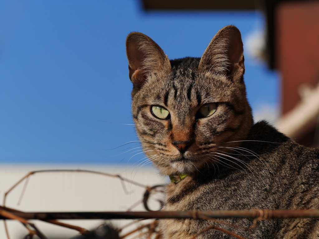 猫と青空