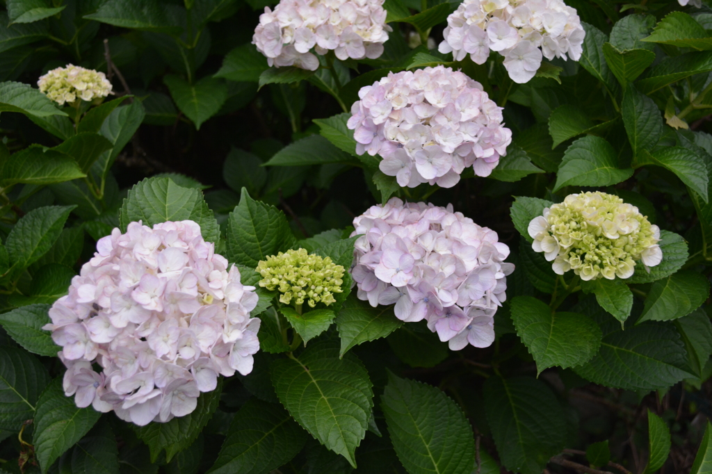 紫陽花