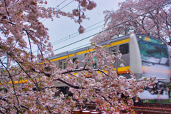 桜と雪と鉄道と