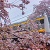 桜と雪と鉄道と