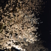 夜に咲く