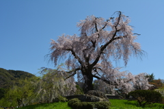 京の都のしだれ桜
