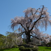 京の都のしだれ桜