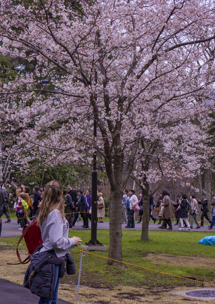 Japanese SAKURA