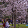 Japanese SAKURA