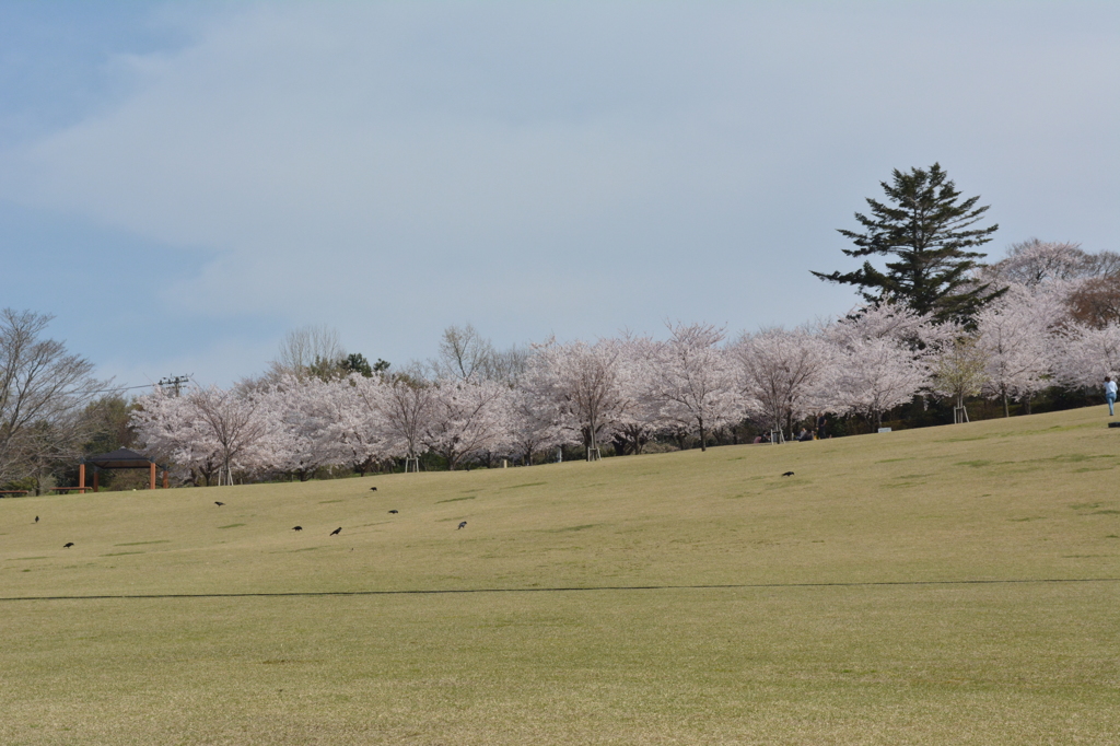 金沢の桜