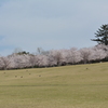 金沢の桜