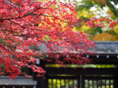 平林寺にて