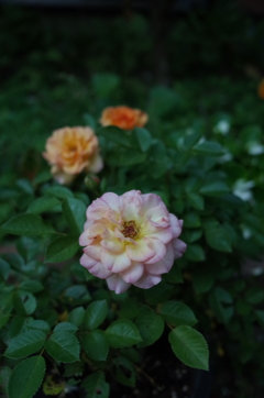 庭の花