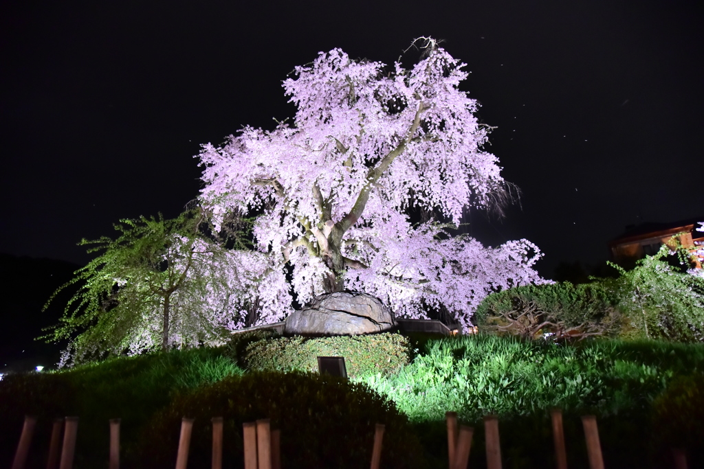 SAKURA