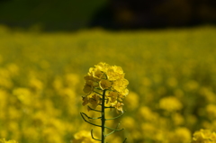 菜の花畑