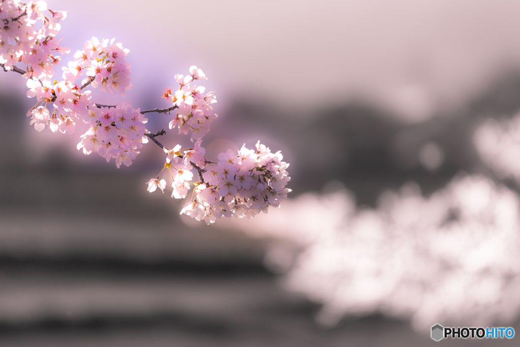春爛漫